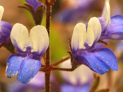 Image of Wright's blue eyed Mary