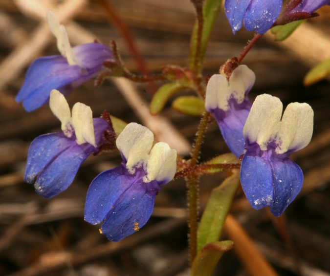 Image of Wright's blue eyed Mary