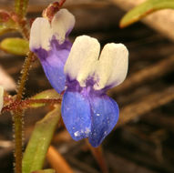 Image of Wright's blue eyed Mary