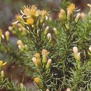 Image of Monterey goldenbush