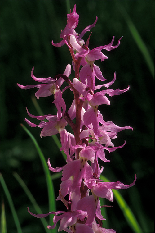 Orchis mascula (L.) L.的圖片