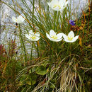 Image of Bog Star