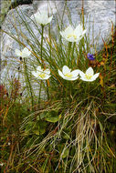 Image of Bog Star