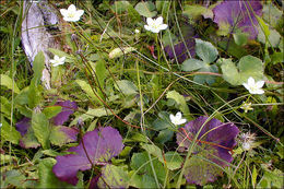 Image of Bog Star