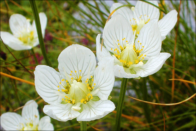 Image of Bog Star