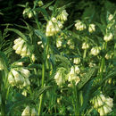 Image of comfrey