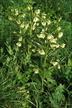 Image of boneset