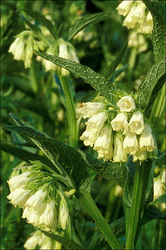 Image of boneset