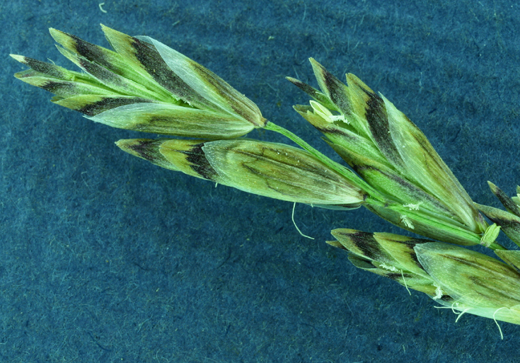 Image of oniongrass