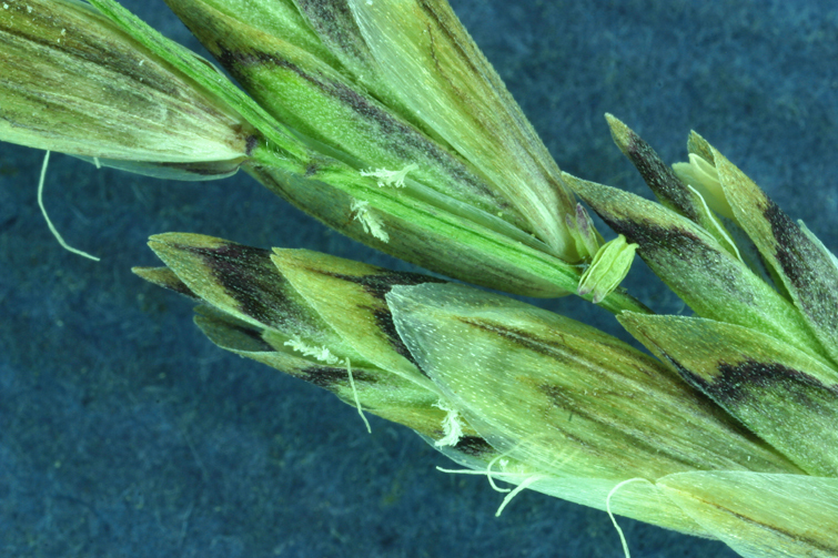 Image of oniongrass