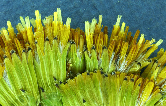 Image of Stout Meadow Ragwort