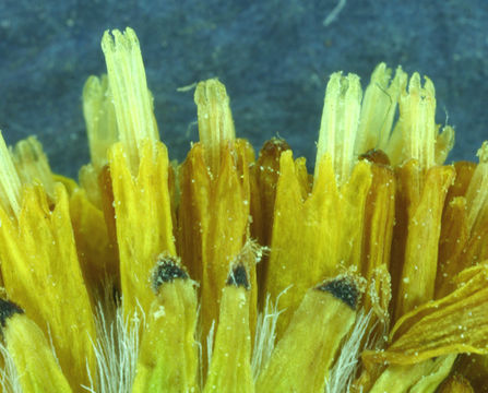 Image of Stout Meadow Ragwort