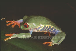 Image of Red-eyed Leaf frog