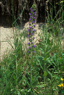 Imagem de Echium vulgare L.