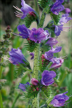 Imagem de Echium vulgare L.