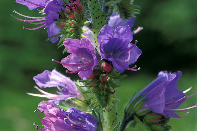 Imagem de Echium vulgare L.