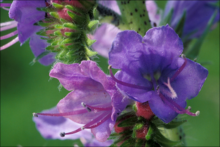 Imagem de Echium vulgare L.