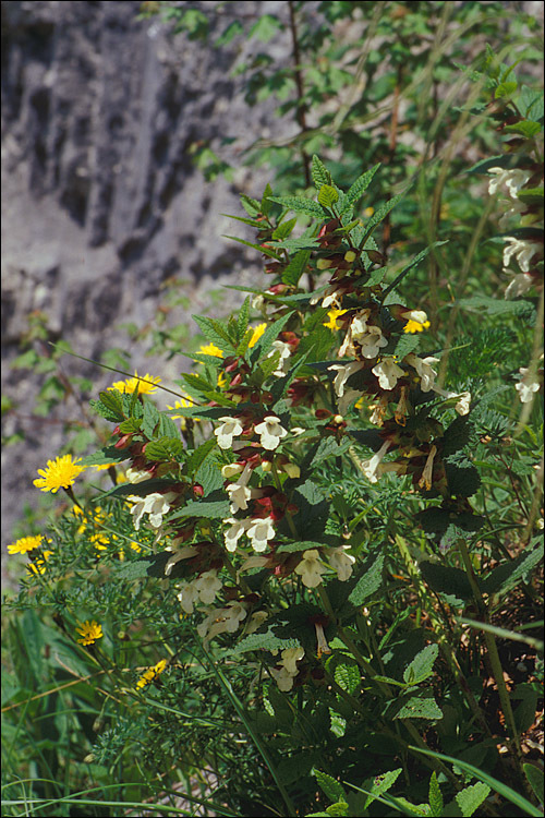 Image of Melittis melissophyllum L.