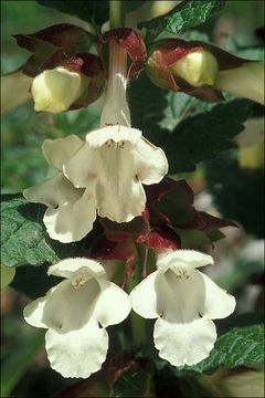 Melittis melissophyllum L. resmi