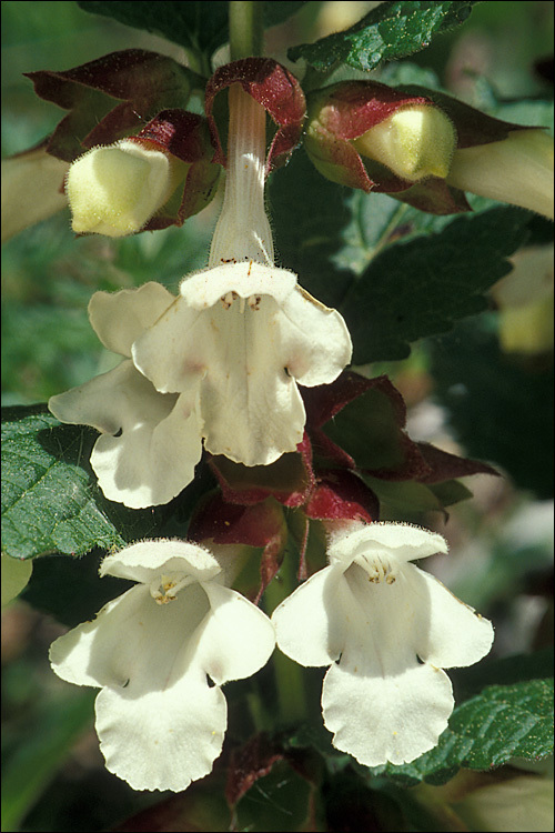 Image of Melittis melissophyllum L.