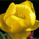 Image of globeflower