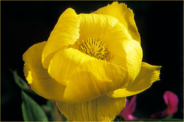 Trollius europaeus L. resmi