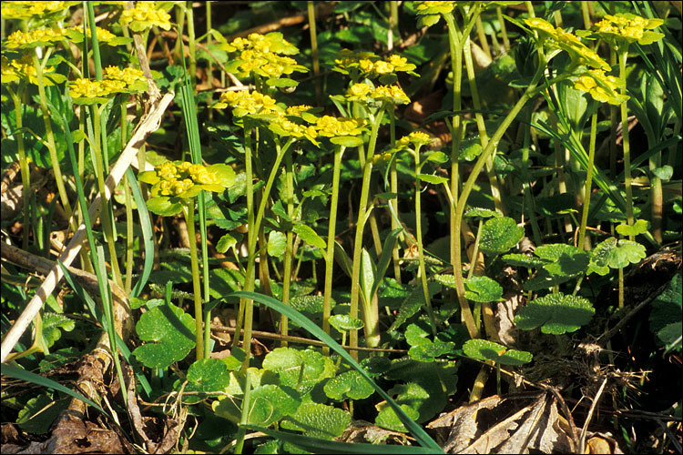 Image of alternate-leaf golden saxifrage