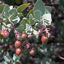 Image of Gabilan Mountains manzanita