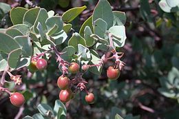 Image of Gabilan Mountains manzanita