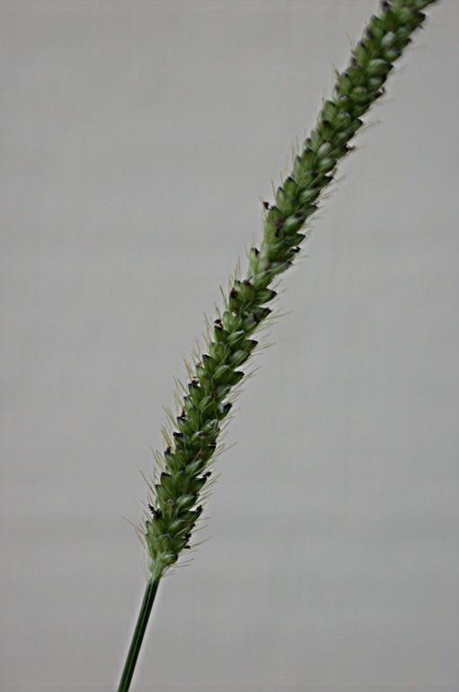 Image of Knotroot Foxtail