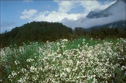 Image of <i>Cardaminopsis arenosa</i>