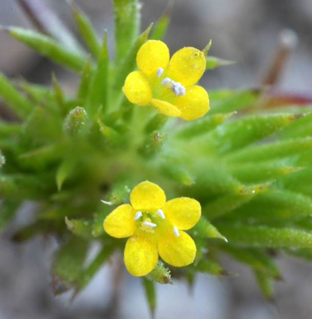 Image of Brewer's navarretia