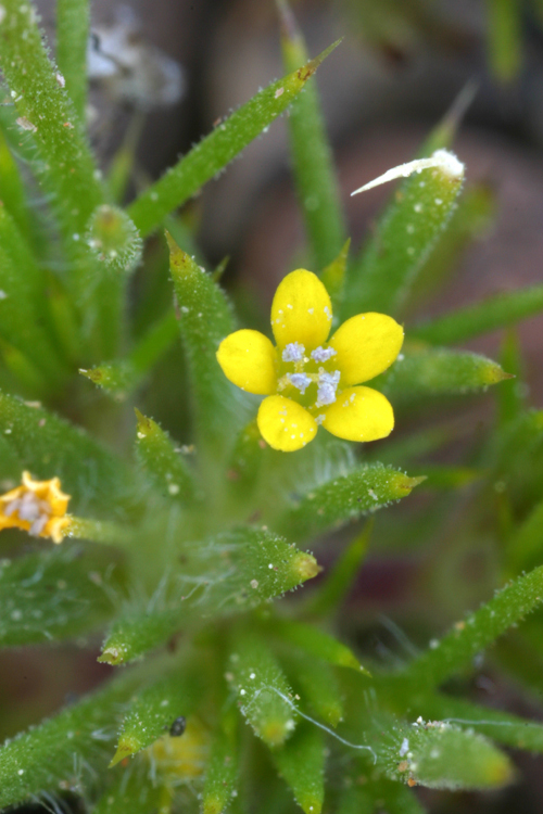 Image de Navarretia breweri (A. Gray) Greene