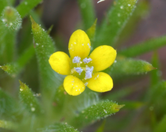 Image of Brewer's navarretia