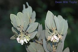 Image of Hoover's manzanita