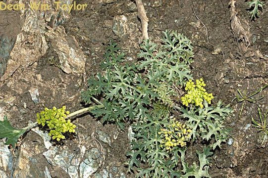 Image of coastal biscuitroot