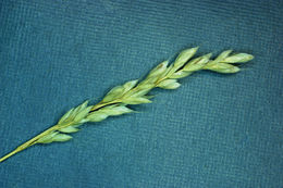 Imagem de Bromus secalinus L.