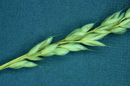 Imagem de Bromus secalinus L.