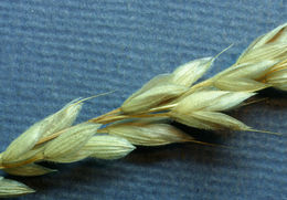 Imagem de Bromus secalinus L.