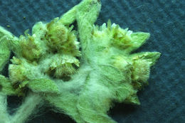 Image of western marsh cudweed