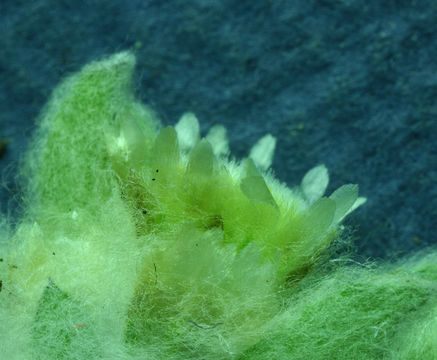 Image of western marsh cudweed