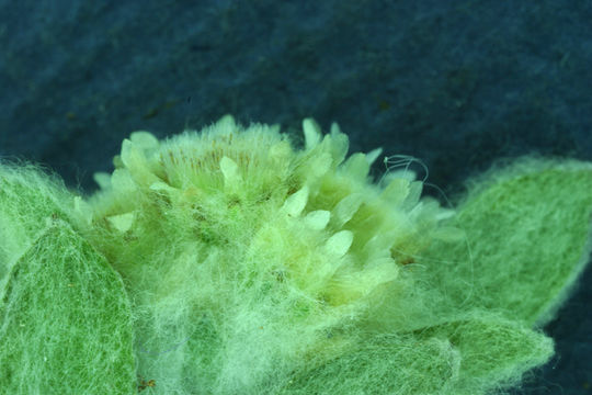 Image of western marsh cudweed