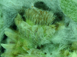 Image of western marsh cudweed