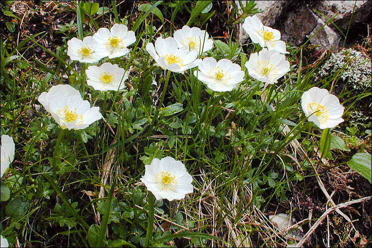 Ranunculus alpestris (rights holder: 2005 Dr. Amadej Trnkoczy)