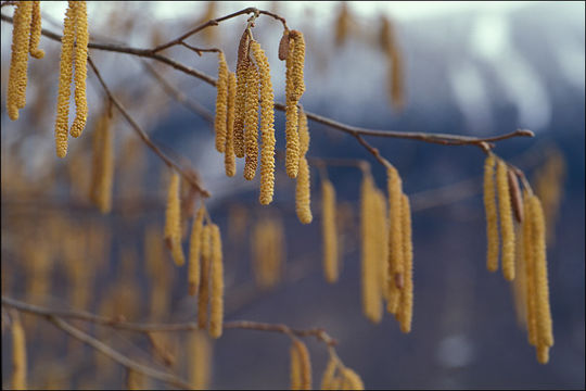 Image of Cobnut