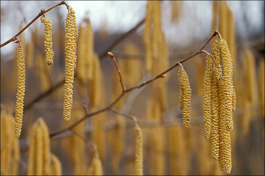 Image of Cobnut