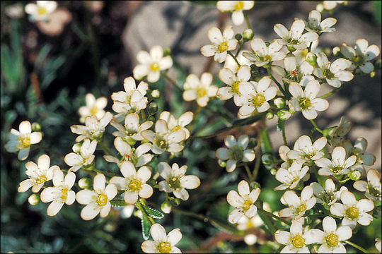 Image of Encrusted Saxifrage