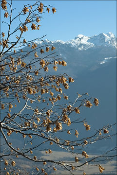 Image de Charme-houblon