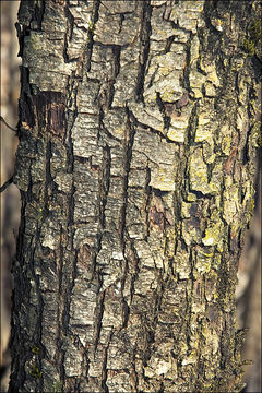 Image of European Hop-hornbeam