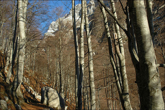 Image of European beech